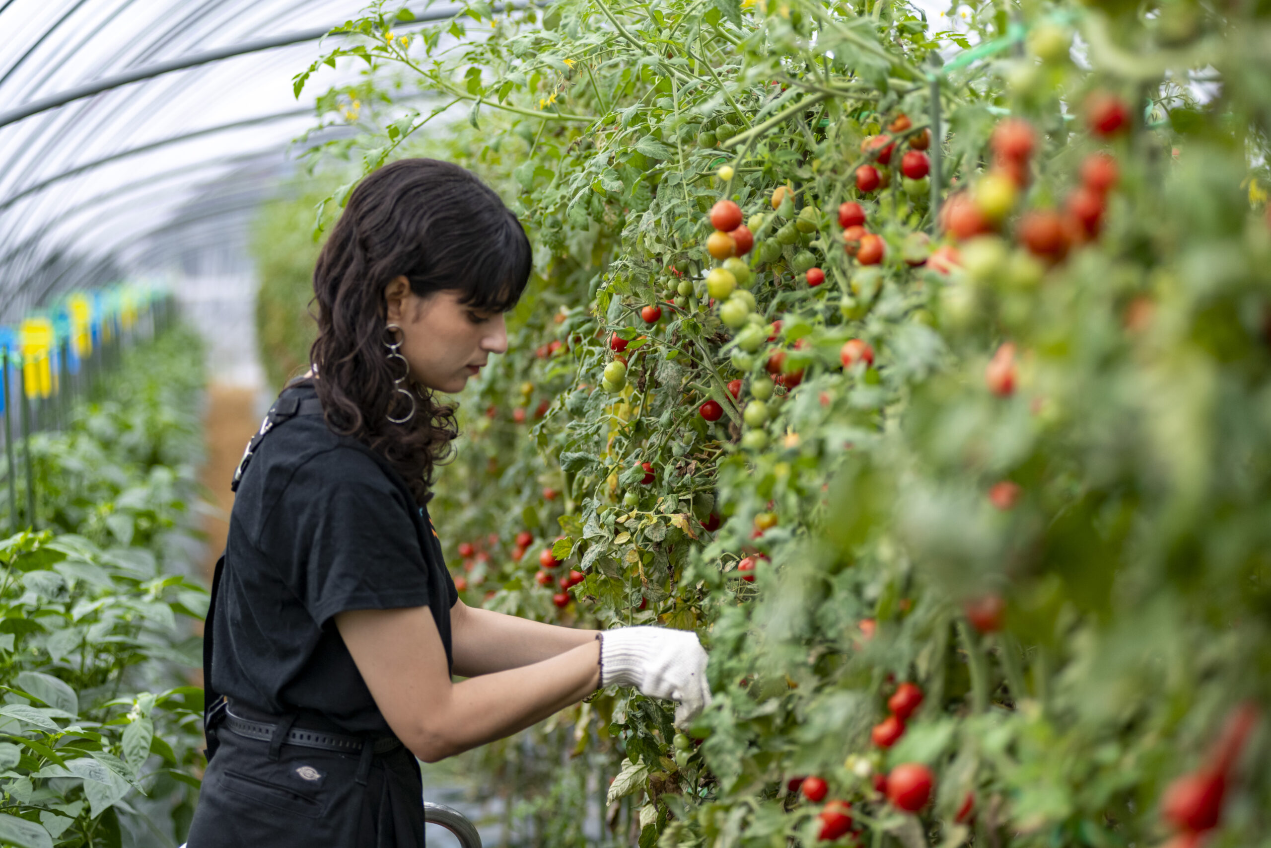 \笑顔溢れる白石農園の5代目若旦那と旬の野菜を収穫体験/ まるで農業のテーマパーク!? 北海道の大自然の中、子供と一緒に「人生はじめてのわくわく」を体験しよう! 収穫直後の野菜を味わう屋外BBQも最高です!!